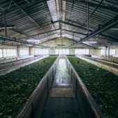 Drying of tea leaves - Organic Belseri
