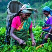 Plucking Tea leaves in a Tea Garden - Organic Belseri